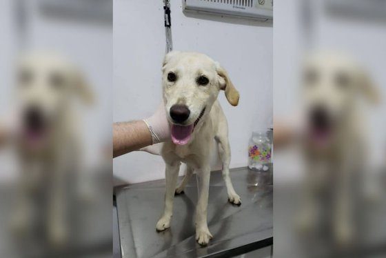 A cadela foi resgatada por uma entidade da cidade paranaense de Umuarama
