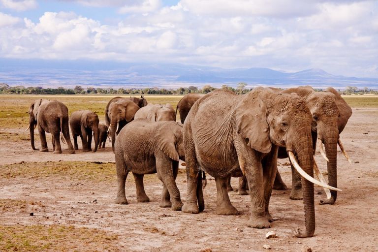 30% das populações de elefantes africanos foram perdidas apenas na última década