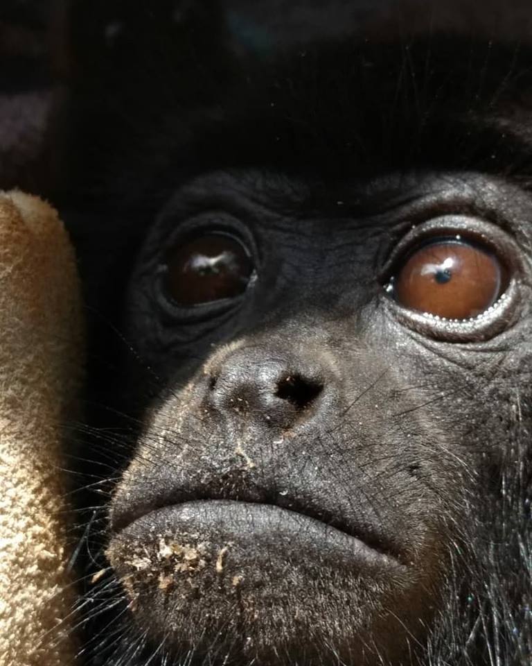 A campanha quer salvar a vida de um filhote de macaco da espécie guariba preta