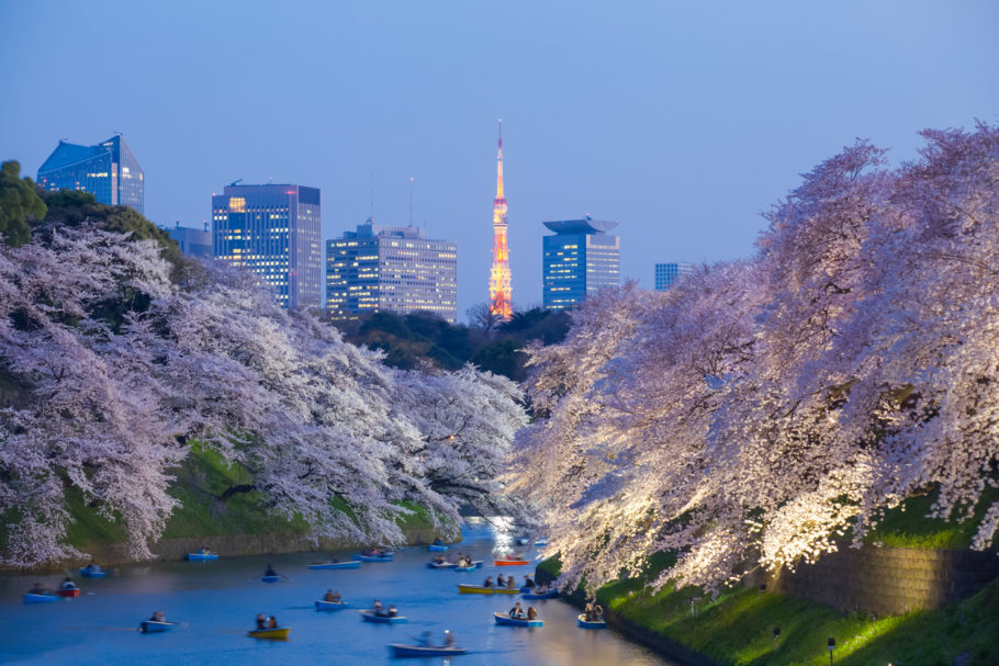 Floração das cerejeiras é uma das atrações imperdíveis no Japão