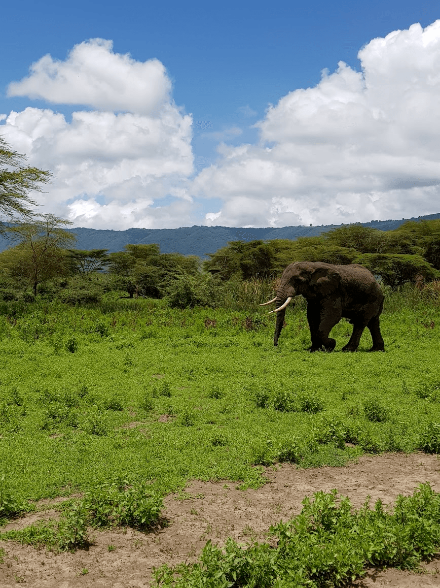 O passeio por Ngorongoro foi de um dia com MUITA ação animal