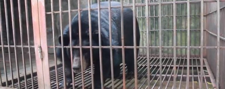 A ONG Animals Ásia luta para acabar com as fazendas criação de ursos para extração de bile no Vietnã desde 1998