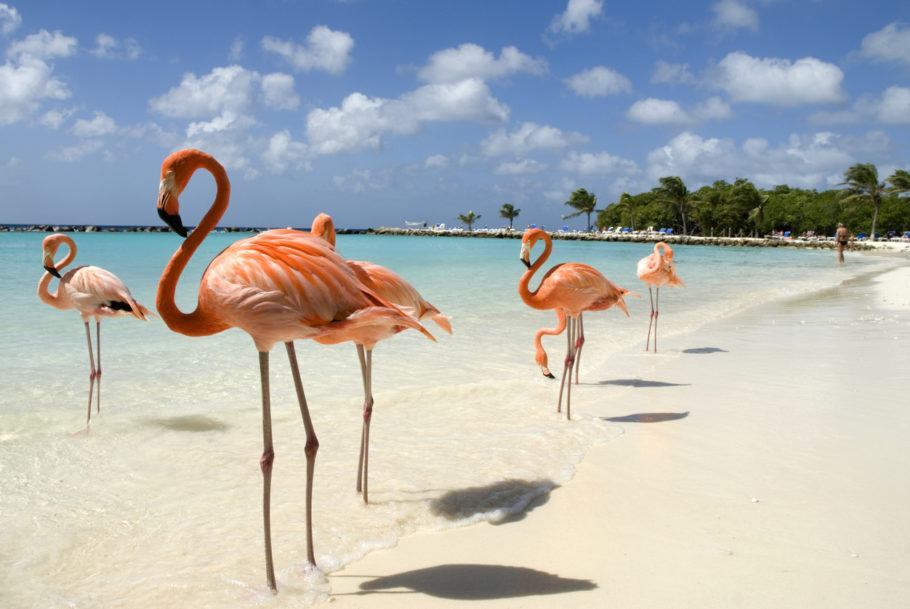 Flamingos passeiam entre turistas na praia de Flamingo Beach, em Aruba