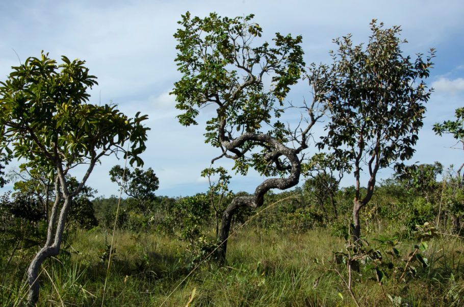 A expansão agropecuária é uma das principais causas do desmatamento do Cerrado