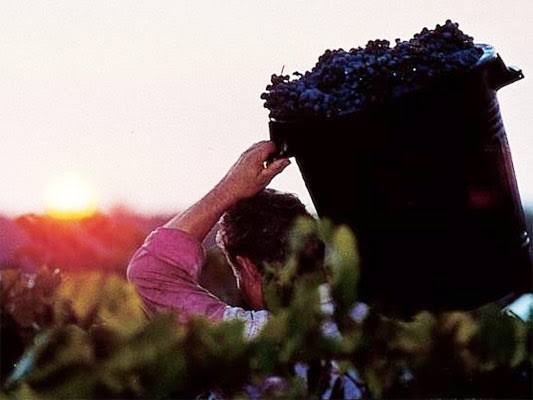 Os vinhos italianos estão entre os melhores do mundo