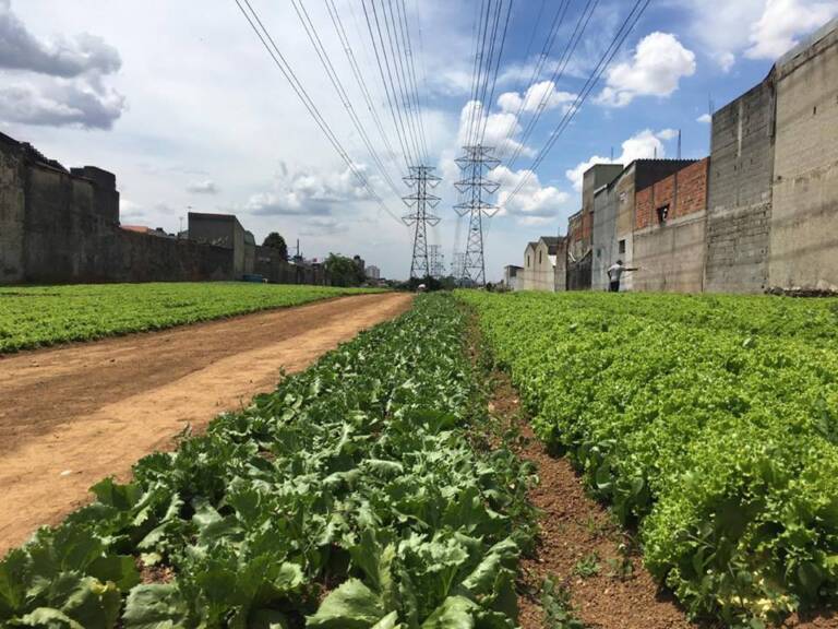 A ONG Cidades Sem Fome cultiva hortas orgânicas urbanas em terrenos das torres de transmissão de energia