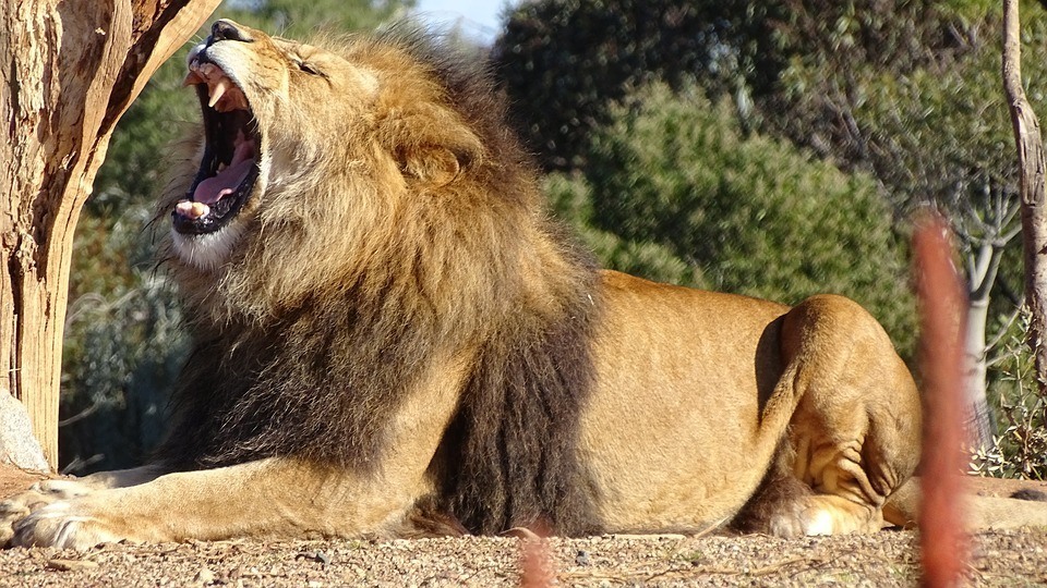 O leão teria morrido de fome