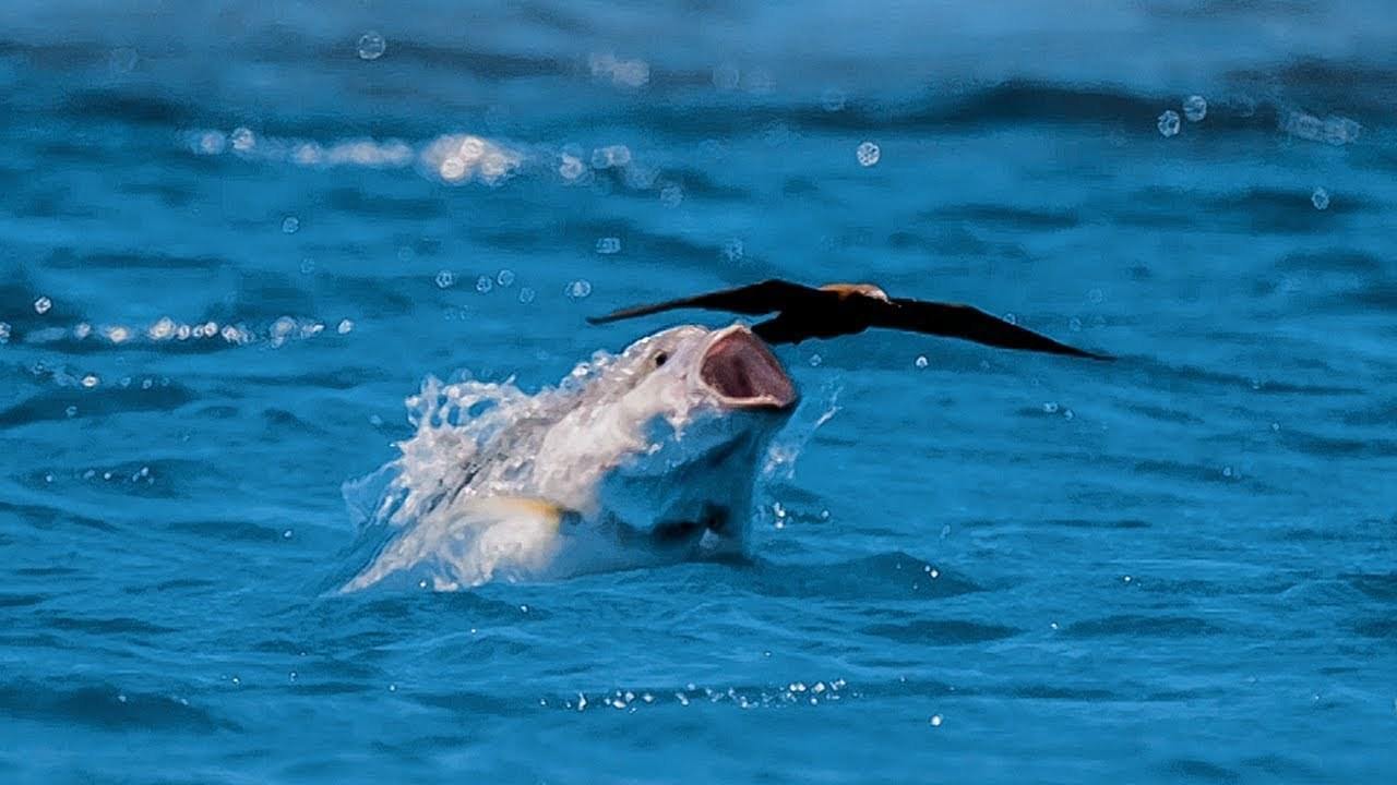 Um xaréu gigante capturando uma gaivota no mar de Seychelles