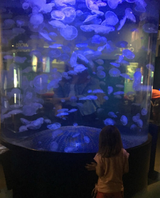 O impressionante tanque das águas vivas no aquário de Vancouver