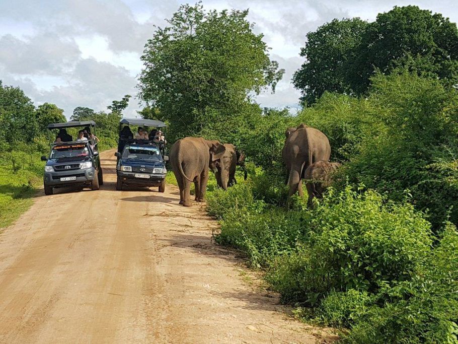  O Sri Lanka também é um dos melhores lugares para observação de elefantes