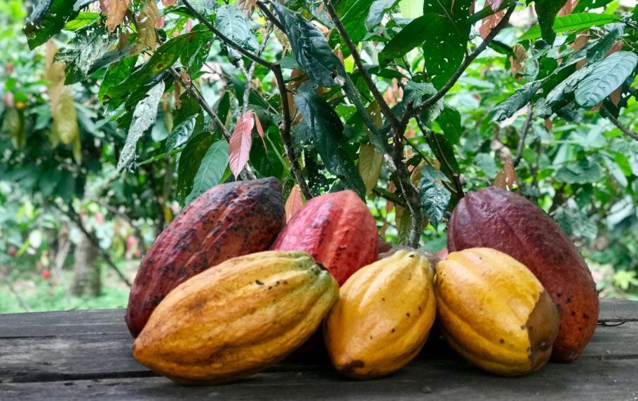 Cacau de Ilhéus fotografado durante visita à fazenda Capela Velha, na Rota do Chocolate