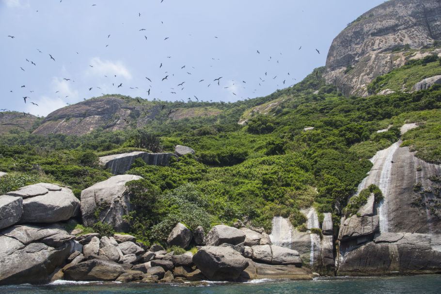Fragatas sobrevoam o arquipélago de Alcatrazes, em São Sebastião, no litoral norte de SP