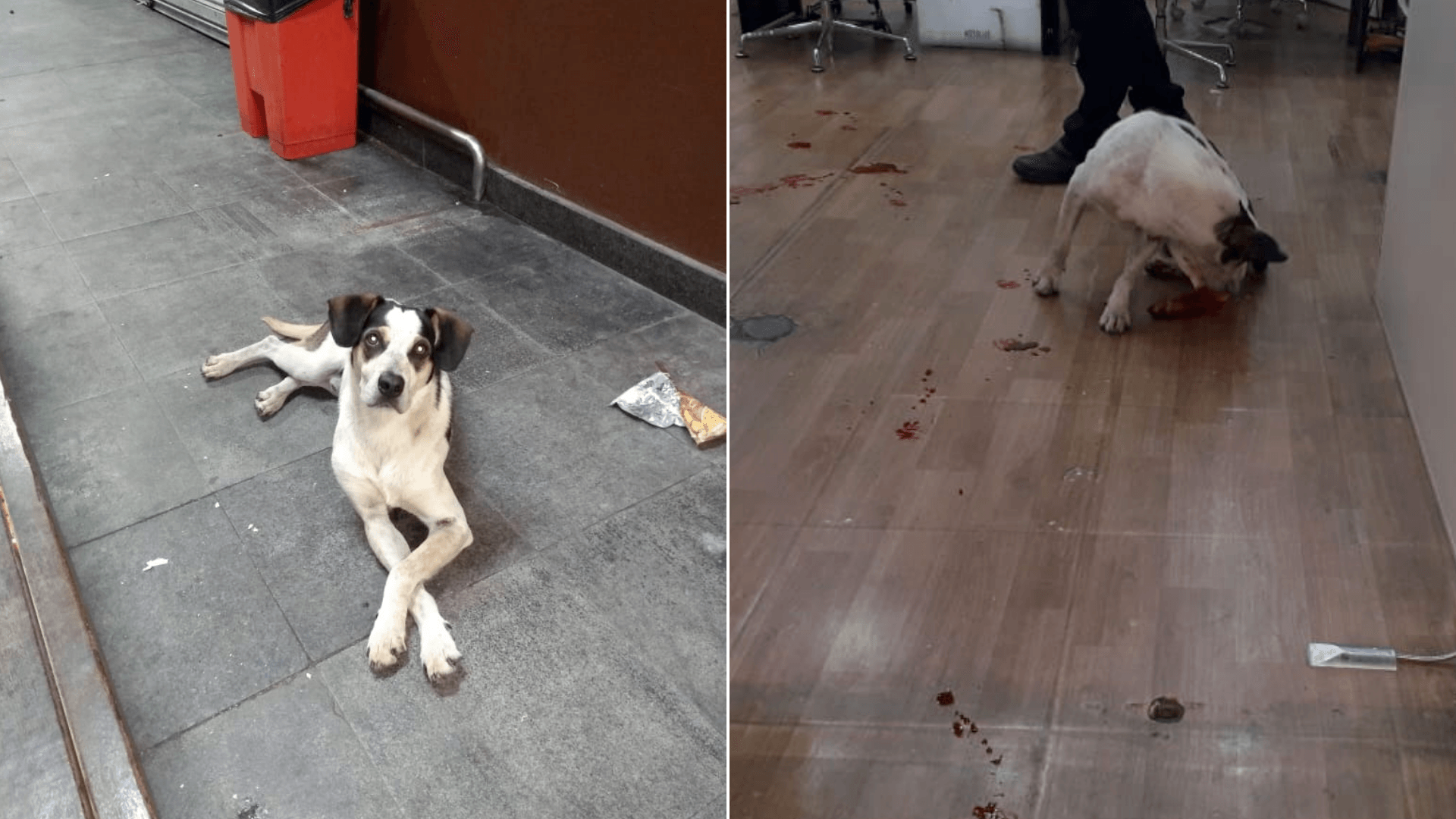 Cachorro que foi espancado nos arredores do Carrefour, em Osasco (Grande São Paulo)