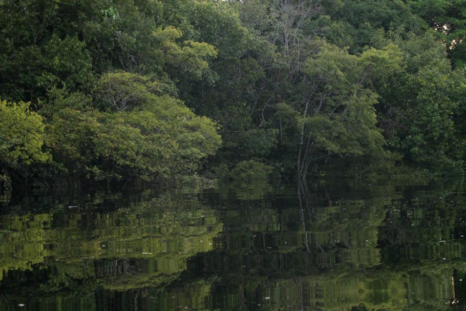 Vista das florestas alagadas da Amazônia, em Manaus