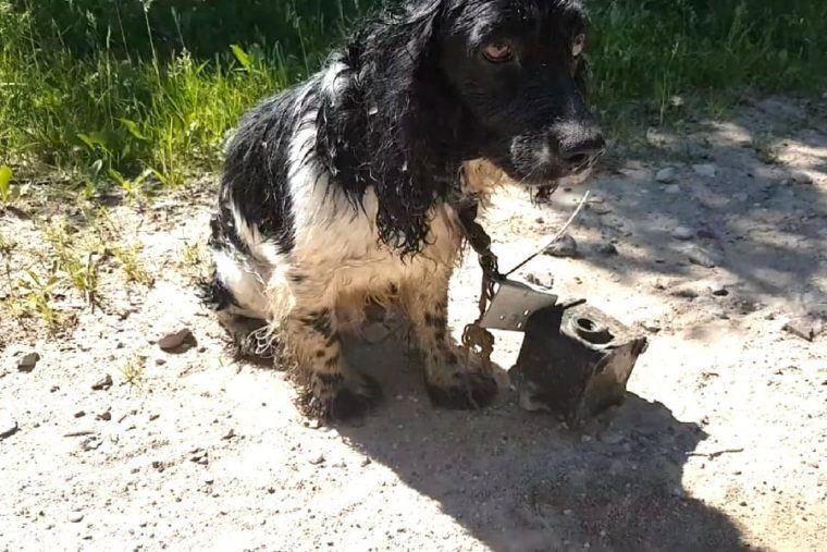 O cachorro foi encontrado molhado e trêmulo na margem de um rio