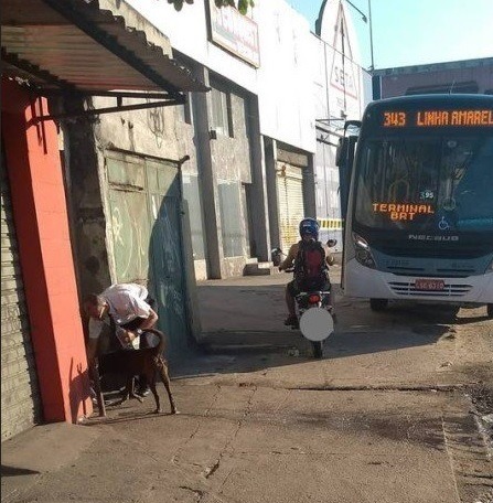 Motorista desce do ônibus e cuida de cachorro que vive na rua