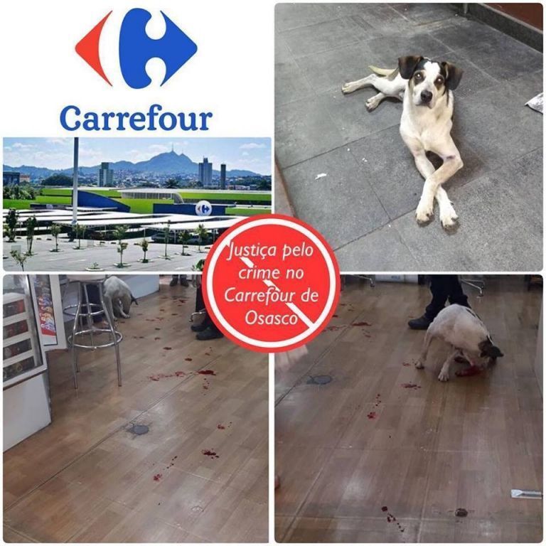 cão é morto no Carrefor