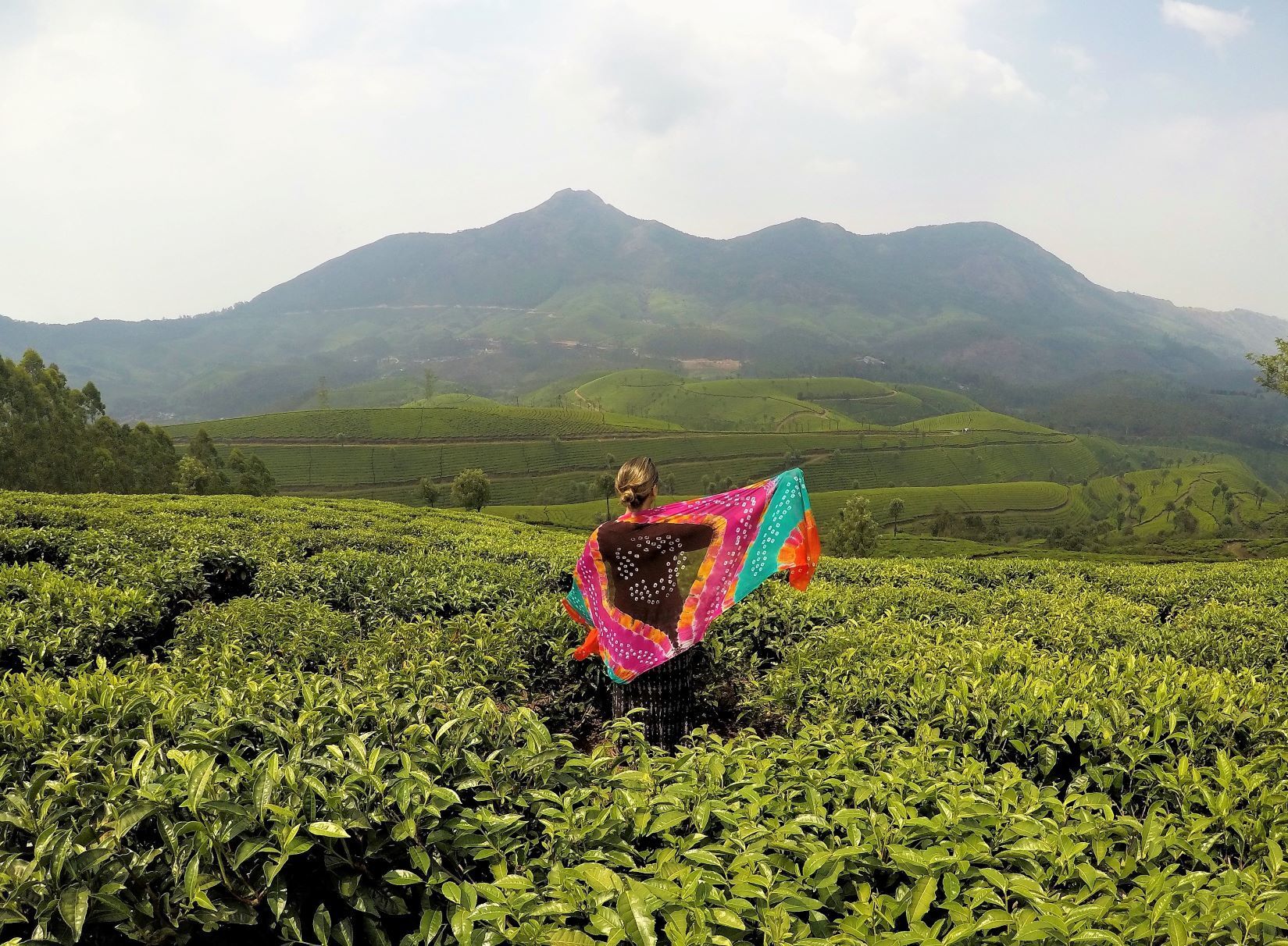 Plantações de chá atraem turistas em Munnar e Wayanad