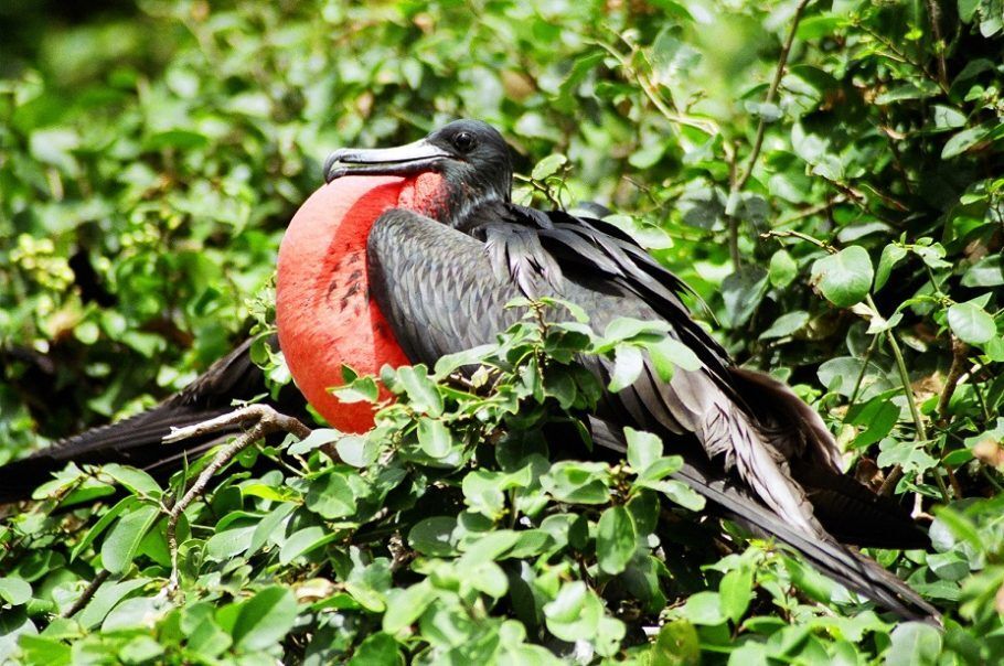 No arquipélago foram registradas 100 espécies de aves, dentre visitantes e residentes