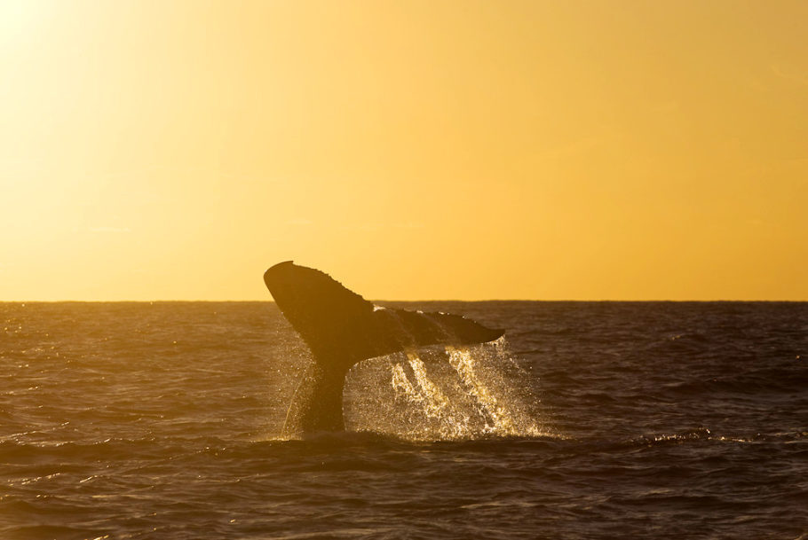 De julho a novembro, o extremo sul da Bahia é destino de milhares de baleias jubarte
