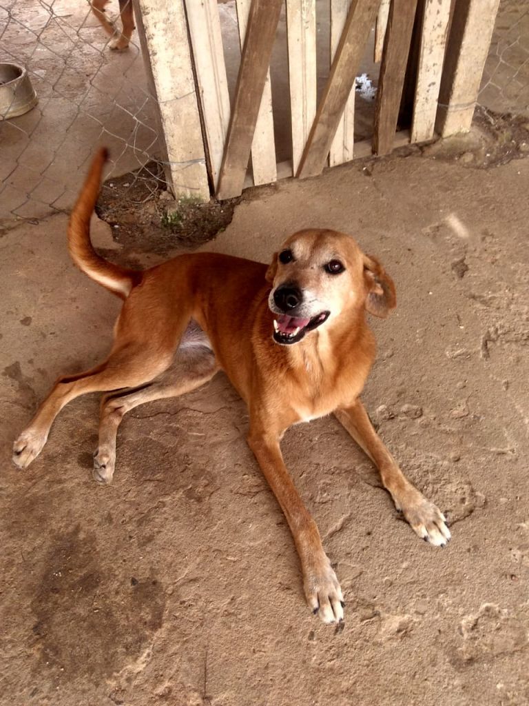 Amarela foi vítima de um crime cruel e hediondo | Foto: Arquivo pessoal