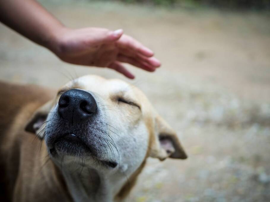 mão acariciando um cachorro de rua