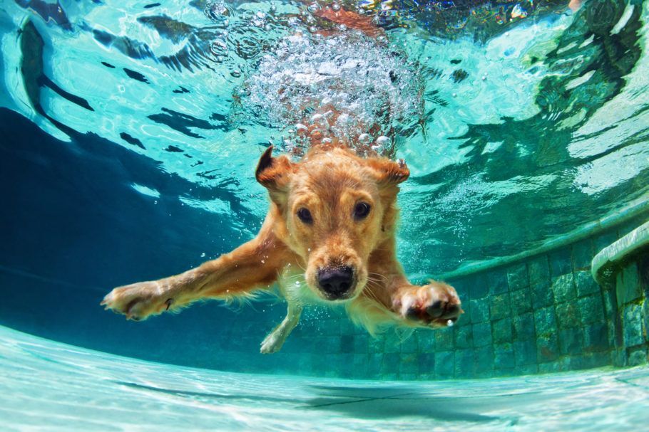 Piscinas são uma brincadeira ótima para animais no verão, mas é preciso estar atento