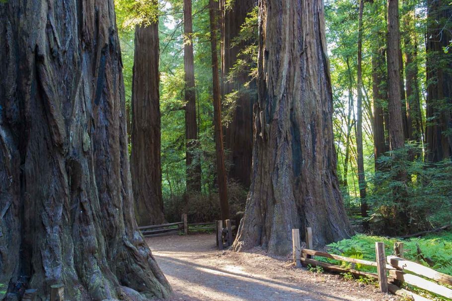 Caminhar por entre as gigantescas sequoias já faz valer o passeio