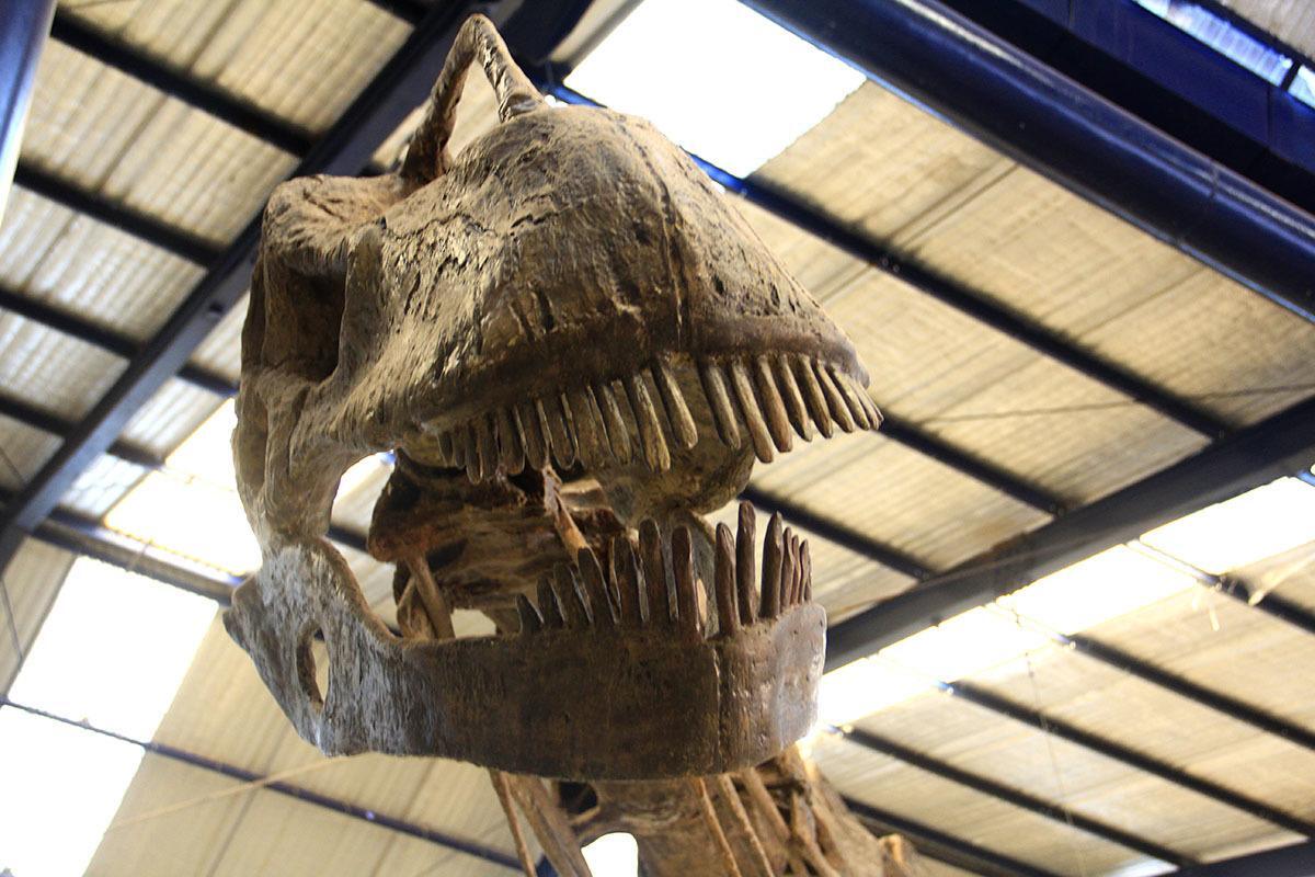 O T.rex americano perto do Giganotosaurus carolini é pet