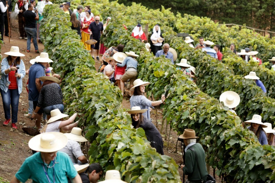 Visitantes participam da colheita da uva na Quinta do Olivardo, em São Roque