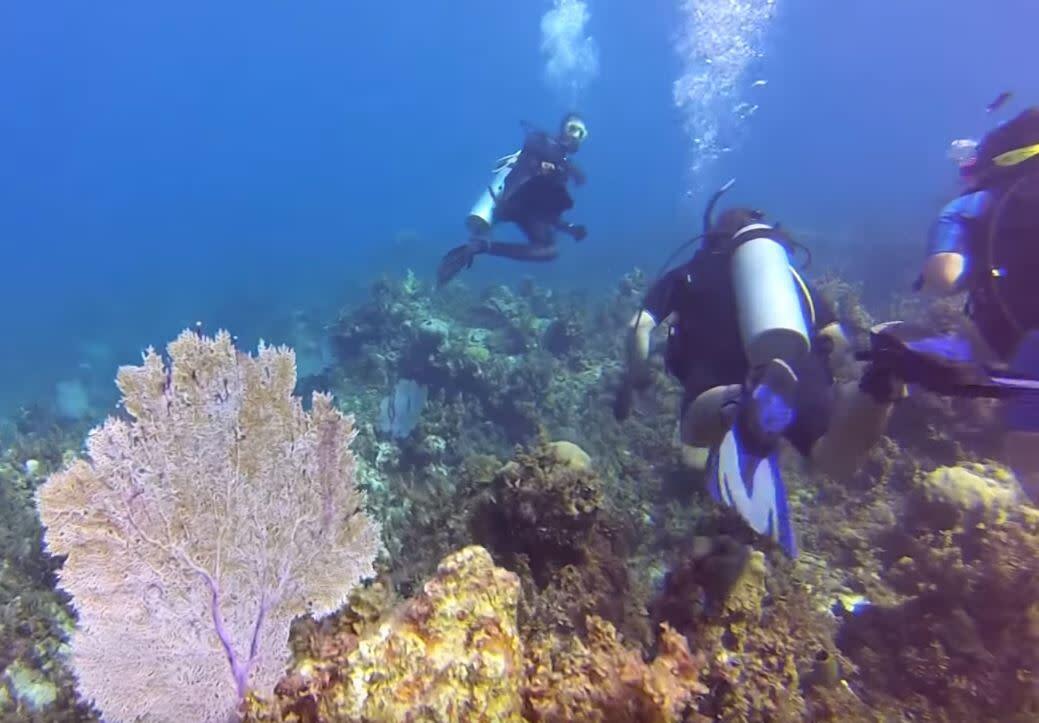 Snorkel para ver corais é um dos passeios das ilhas da Jamaica, no Caribe