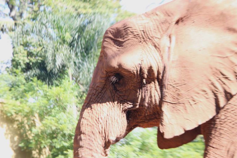 Teresita viveu triste e confinada em um zoológico por 22 anos | Foto: Santuário de elefantes do Brasil