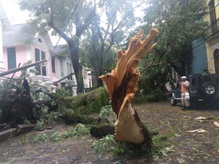 Árvore ficou destruída no bairro Humaitá, no Rio de Janeiro