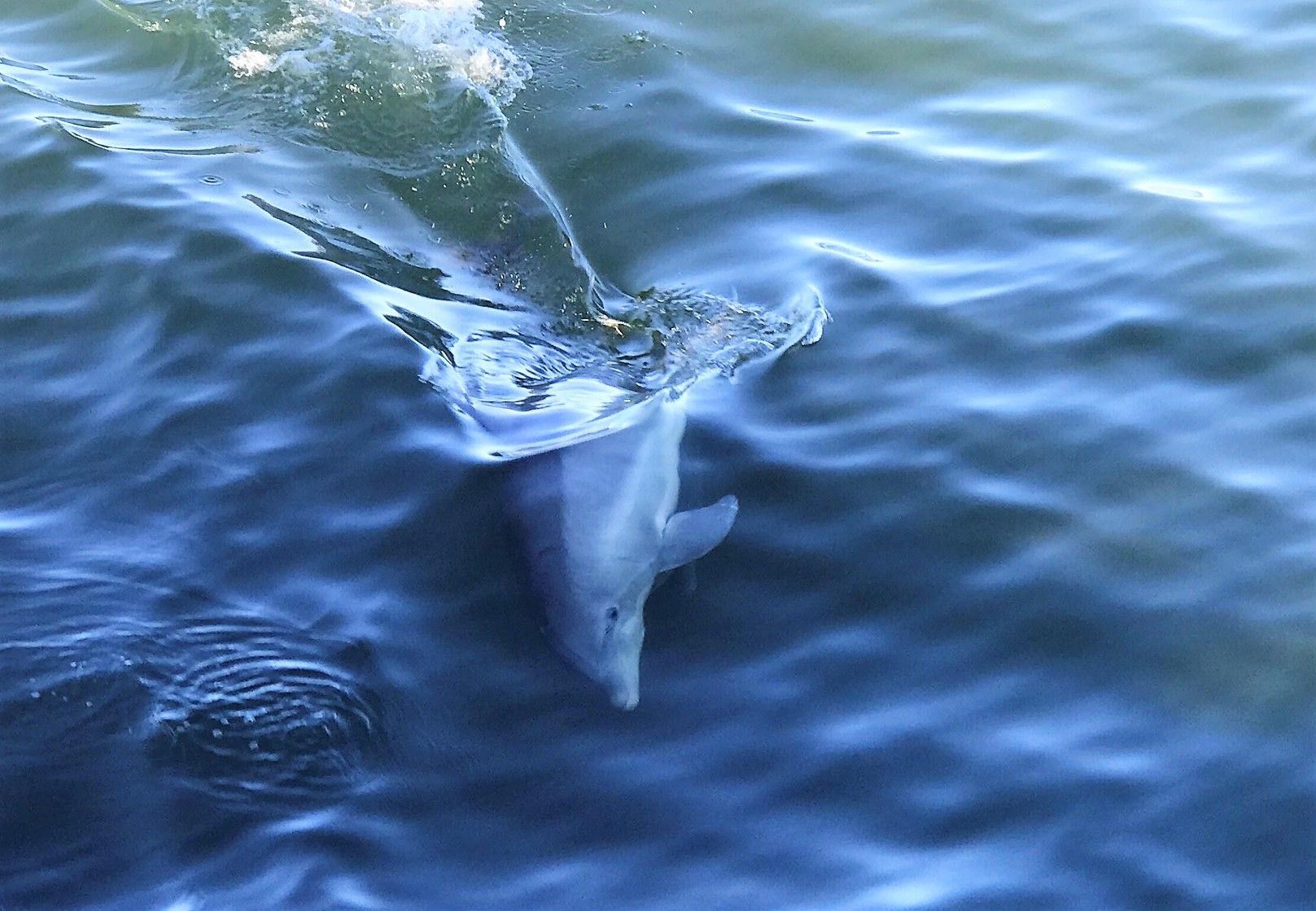 Golfinhos acompanham a embarcação