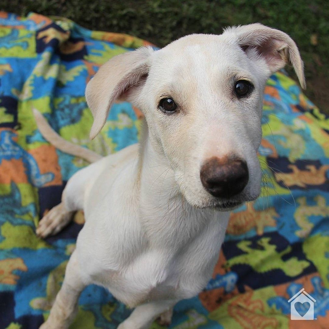 "Ei, me leva pra casa?", parece dizer esse amigo participante do programa de adoção de cachorros da Pedigree