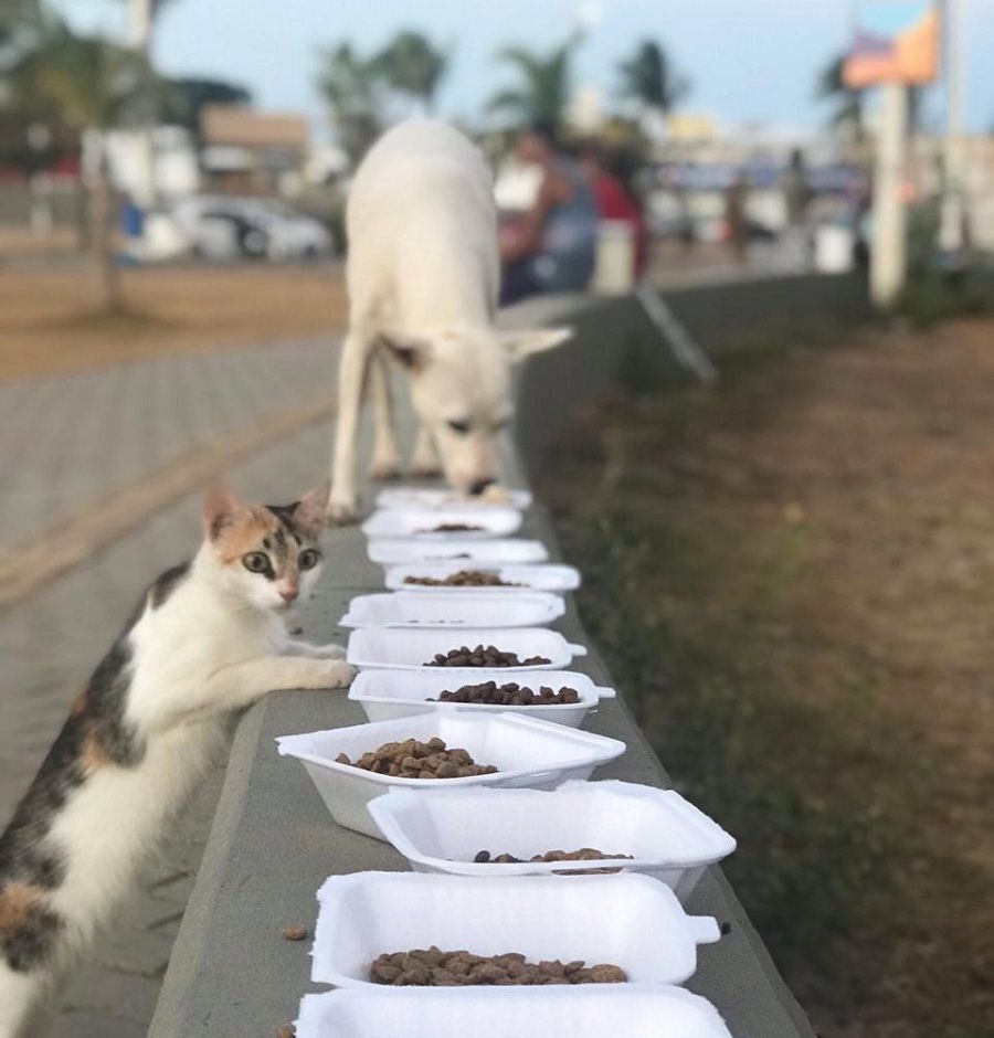 animais comendo na rua