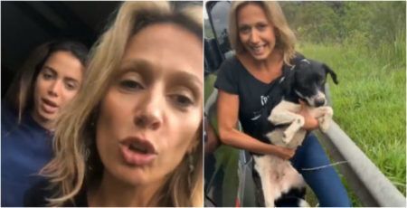 Anitta e Luisa Mell resgataram cachorros abandonados na beira da estrada em SP