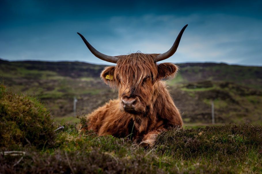 Vaca escocesa típica da região Highlands, onde foram feitas cenas da série Outlander