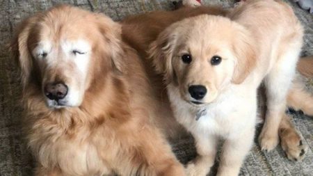 cachorro cego e seu filhote cão-guia