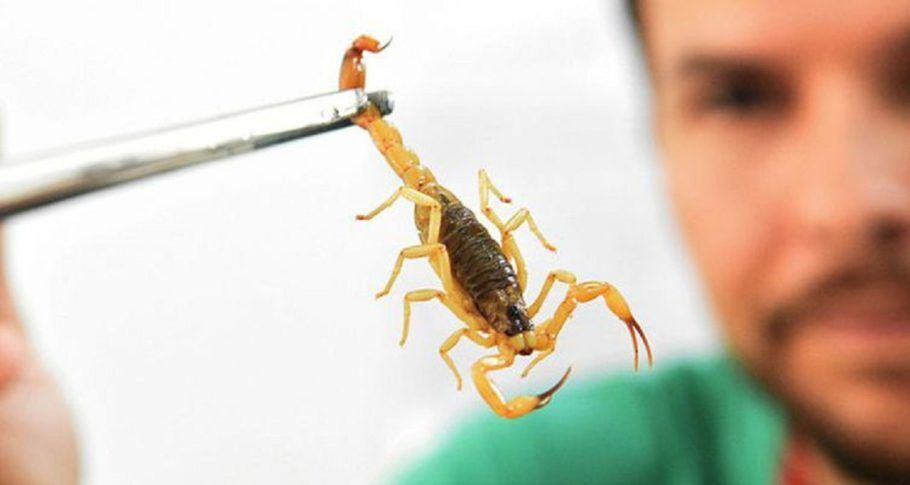homem segurando um escorpião com uma pinça