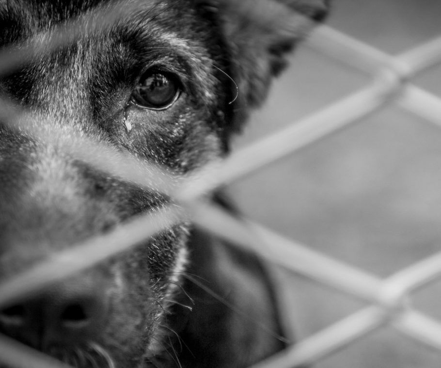 A Lei Federal prevê prisão de três meses a um ano para quem pratica maus-tratos contra animais