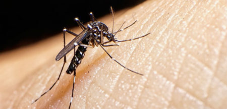 As doenças são causadas pela picada do mosquito Aedes aegypti