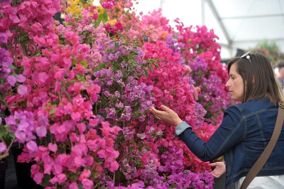 A Chelsea Flower Show é considerada uma das mais famosas e populares exposição de flores da Europa