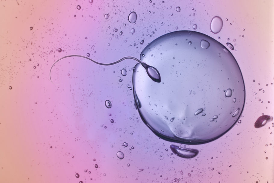 espermatozoide-ovolução