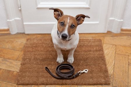 Startup conecta pais de cachorro a passeadores e anfitriões que hospedam cães em casa