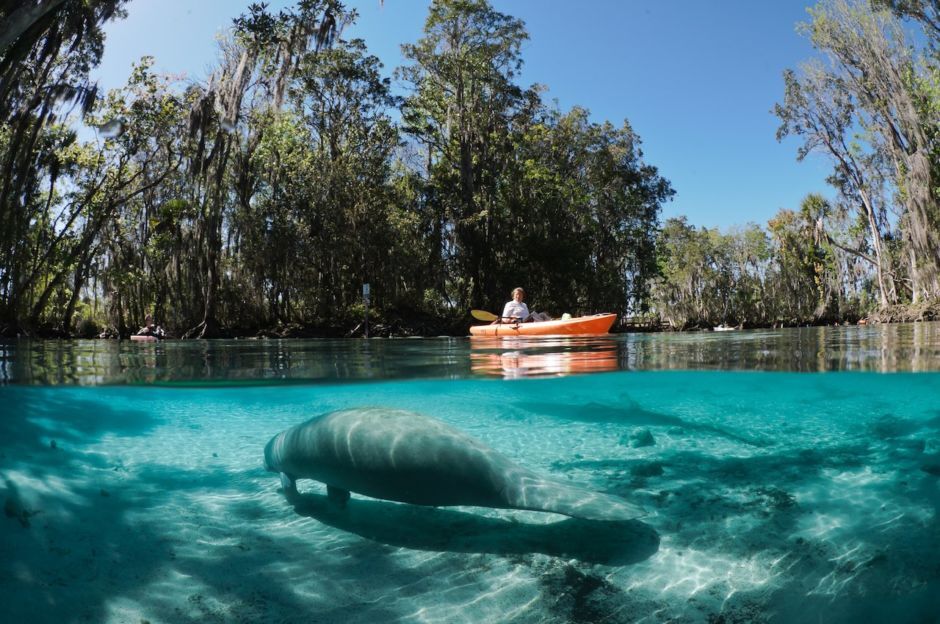 O que fazer e como chegar em Crystal River, o paraíso dos manatees! »  Destinos Imperdíveis