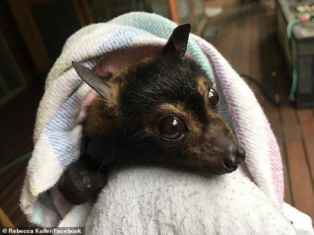 Featured image of post Fotos De Morcego : O morcego é um animal mamífero da ordem chiroptera, cujos integrantes apresentam uma fina membrana de pele entre os dedos, a qual se estende até as patas e se conecta às laterais do corpo, formando as asas.