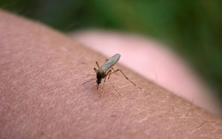  Nova espécie de mosquito Aedes surge na América