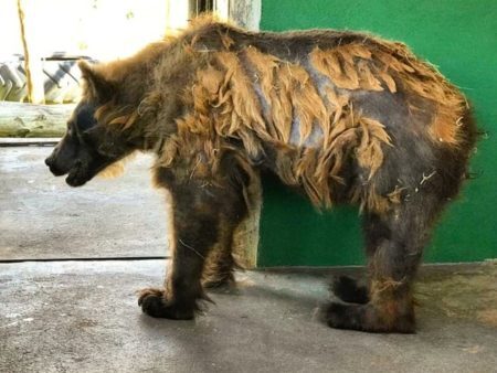 Ursa Rowena troca de pelo em santuário de animais em Joanópolis