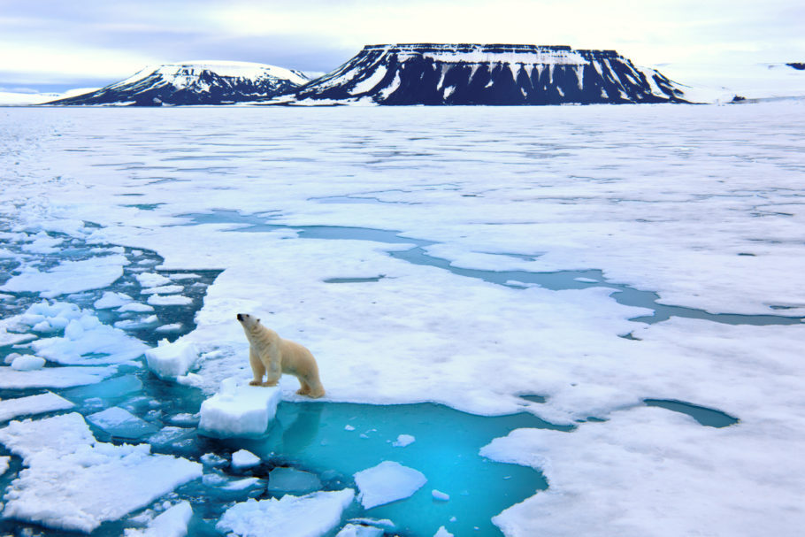 O urso polar foi levado por um bloco de gelo